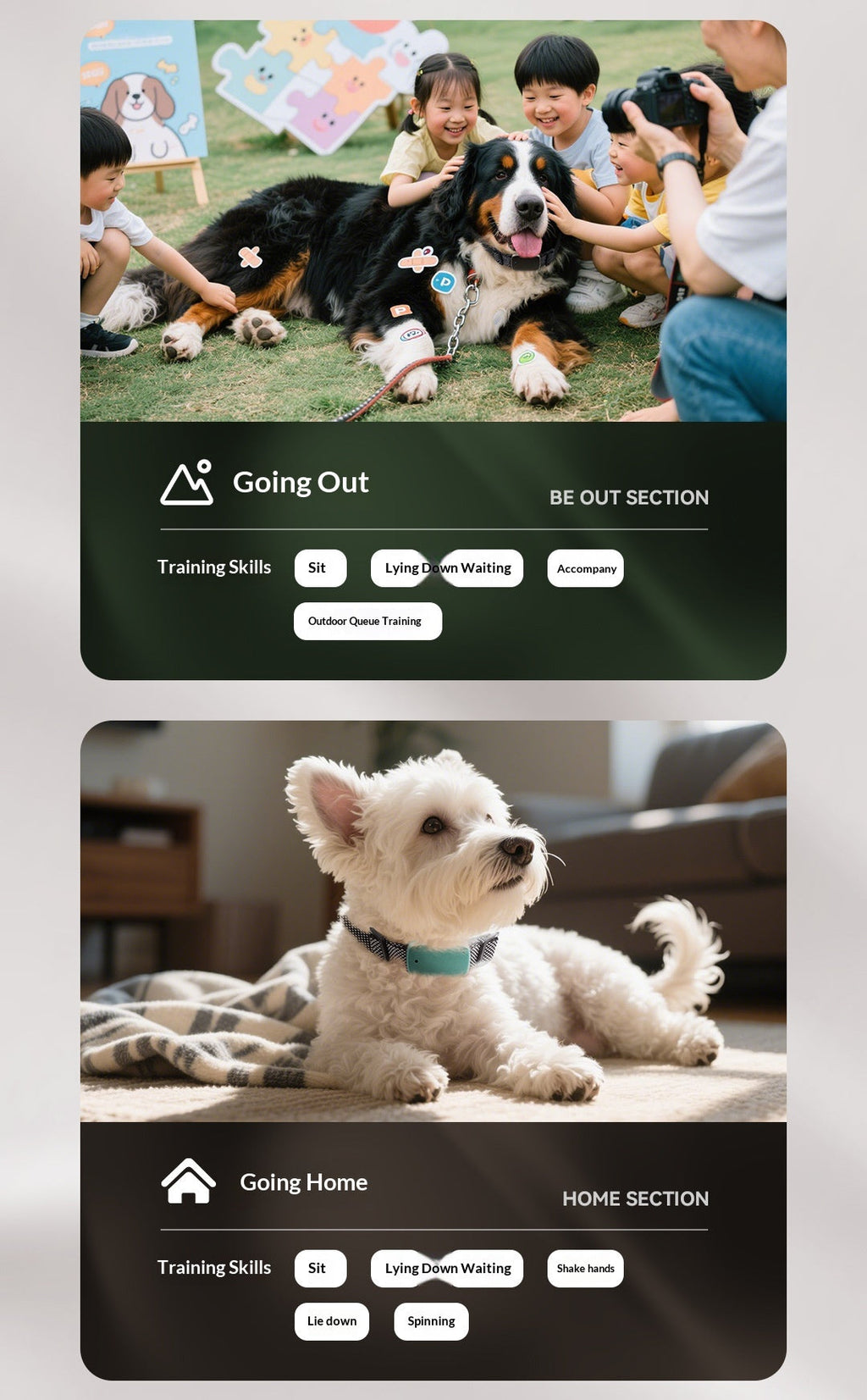Training And Leash