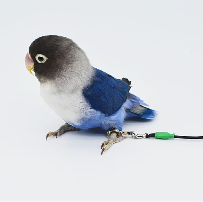 Bird Foot Chain with Flying Latex Elastic Training Rope Outdoor Parrot Ankle Foot Ring Accessories Bird Harness Leash Prevent Escaping (Model5-With 157.5inch Leash)
