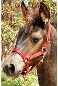 Jeffers Han Lien International 3/4" Nylon Adjustable Horse Halters