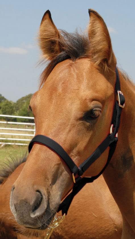 Jeffers Pony Halter #21 Color: Black