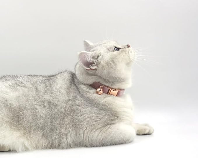 Personalized Cat Collar with Bells,Velvet Customized Small Cat Collar with Name Tag,Pet Collar with Name Phone Number Engraved ID Tags for Boy and Girl Kitten Cats (Champagne Powder)