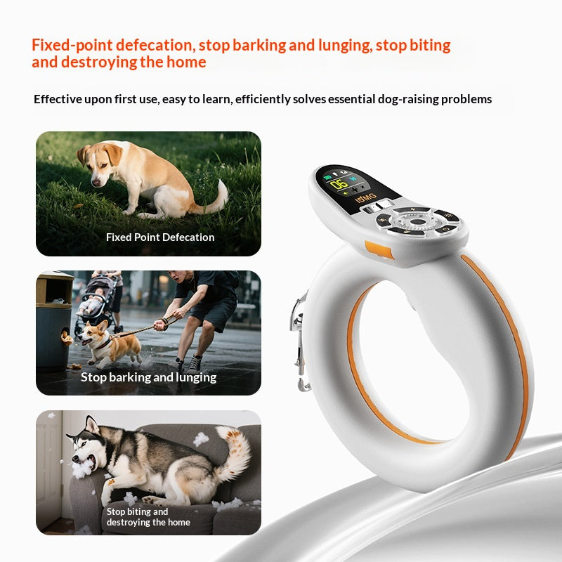 Training And Leash