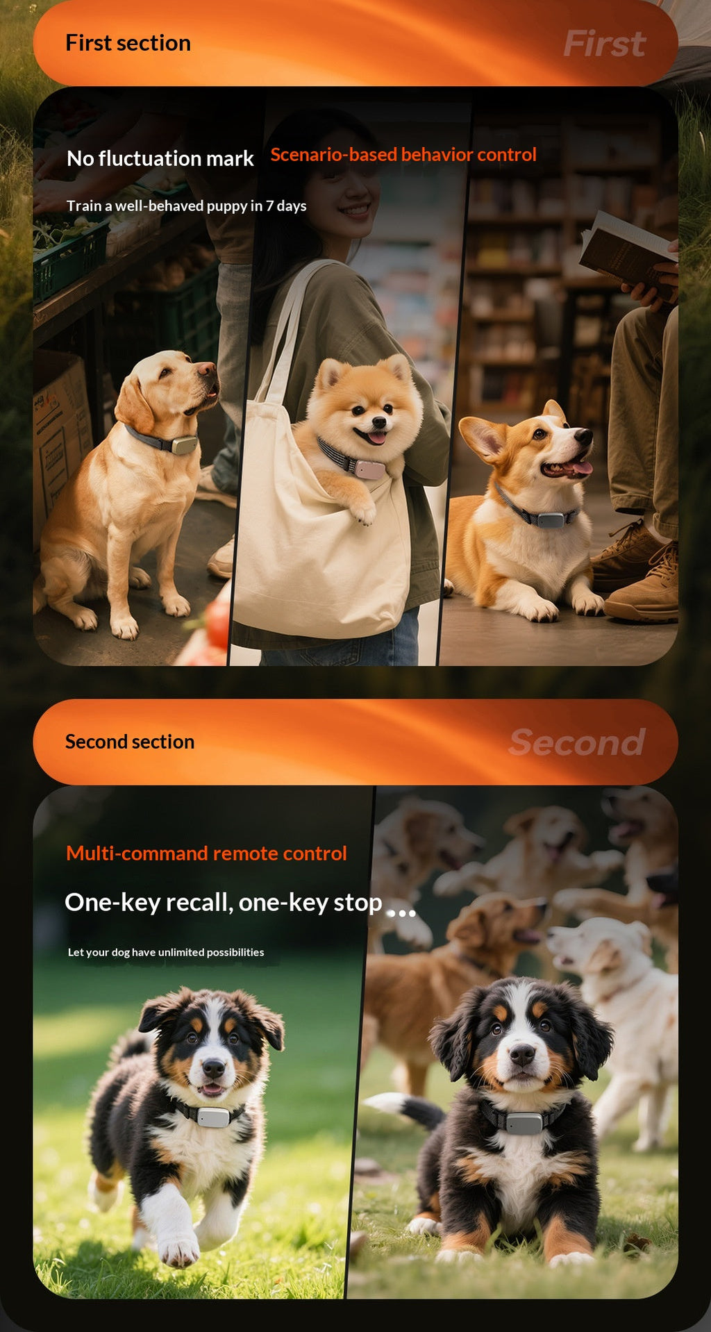 Training And Leash