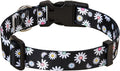 MarukoPet Dog Collar, Adjustable for Small Medium Large Dogs Puppy, Cute Design with Bohemia Floral Tribal Geometric Patterns Boys Girls Dog Collar(Black Daisy-S)