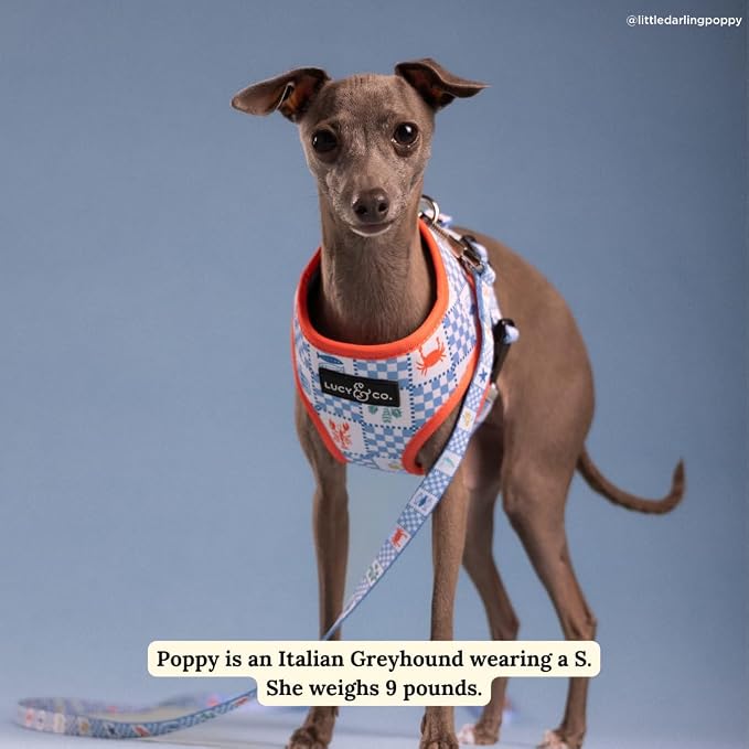 Lucy & Co. Sunny in Sicily Reversible Dog Harness, Adjustable Comfort Fit with Dual Leash Attachments, Small