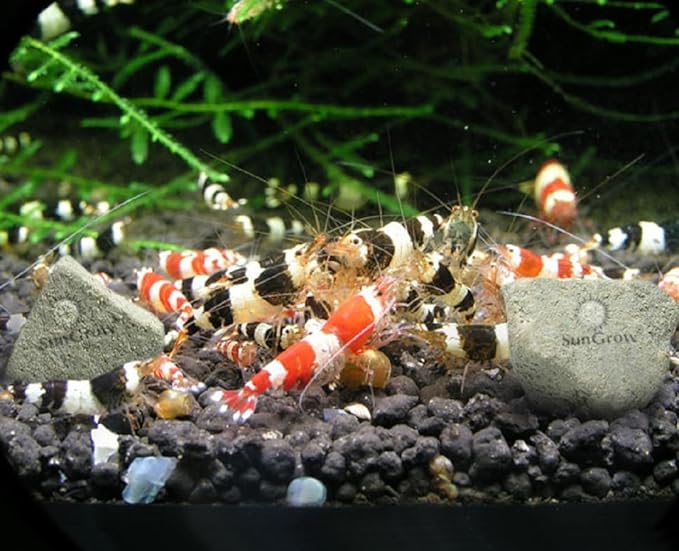 SunGrow Shrimp Rocks, Calcium, Magnesium Rocks for Crayfish, Hermit Crab, Snails, Crustacean Care, Aquarium Decor for Crystal Red, Amano and Ghost Shrimps, Nano Tank Accessories, Fish Tank Supplies