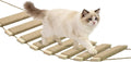 22in Outdoor Cat Tree & Bridge, Multi-Level Cat Ladder with Sisal Rope, Durable Climbing Frame, Scratch Post, Perch & Play Tower for Indoor/Outdoor Cats, Parrots & Small Pets (Wood, 22in)