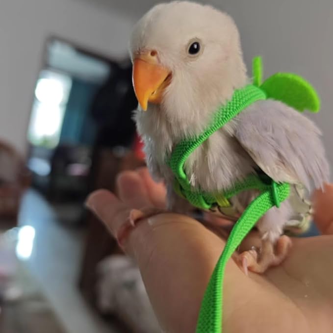 Adjustable Bird Diaper Harness Flight Suit Clothes with 80 Inch Flying Leash Rope for Parrots Conure Cockatiel (Blue,Pigeon)
