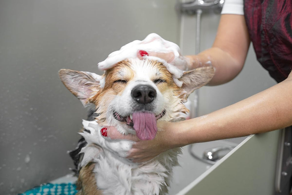 DOGGY STYLE – Dry Skin & Itch Relief Pet Shampoo + Conditioner for Dogs, Hypoallergenic Puppy Wash, Plant-Based with Coconut Oils & Olive Oils to Rid of Irritated Skin Issues, Tear-Free & Anti-Dander