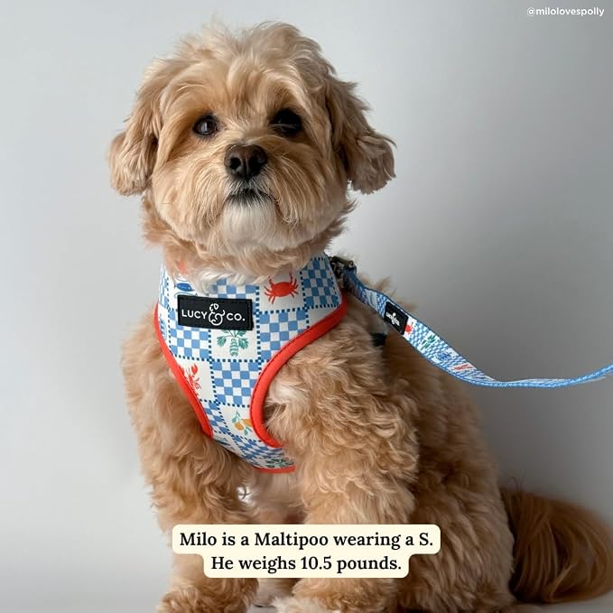 Lucy & Co. Sunny in Sicily Reversible Dog Harness, Adjustable Comfort Fit with Dual Leash Attachments, Large