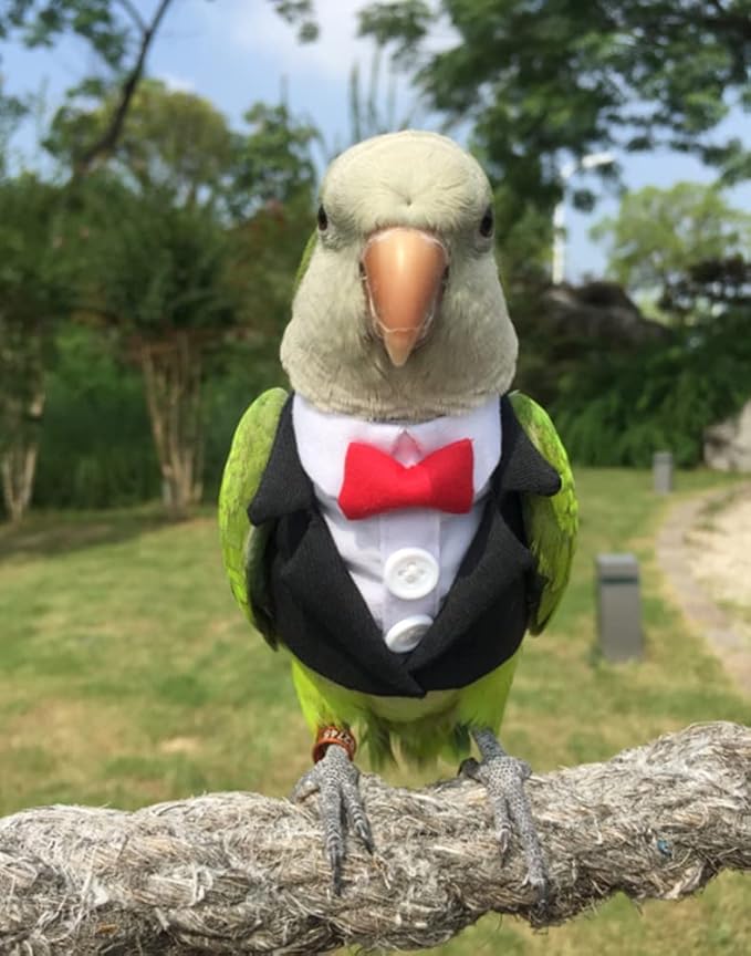Bird Clothes Birds Flight Suit,Tuxedo Business Suit for Parrots African Greys Parakeet Cockatiel Sun Conure Christmas Party Birthday Cosplay Photo Prop Small Animals Apparel (XL,Black Suit)