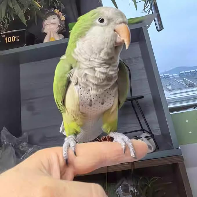 Premium Genuine Cowhide Bird Flight Harness Anti Bite Breathable Parrot Diaper Parrot Suit with Leash for Parakeet Conure Quaker Flying Clothes Rope and Handle (Without Leash,Small)