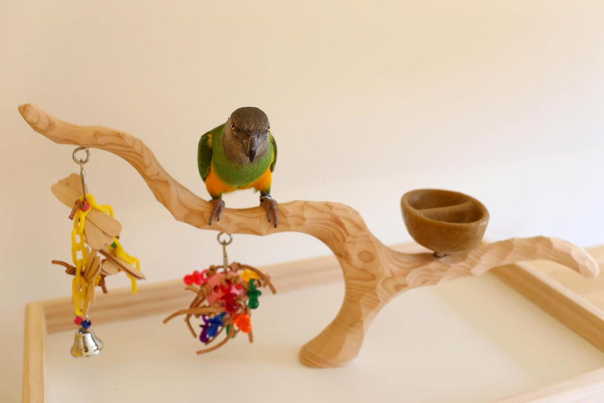 Deluxe Tabletop Perfect Tree (with Bowl) - Tree Stand for Parakeets and Small Parrots