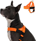 Dog Friendly Co. Dog Harness for Medium Sized Dogs (Hi-Vis Orange, Medium) | One Click Buckle, Chafe Resistant Webbing, Adjustable Neck & Chest, and Heavy Duty D-Ring, Sturdy Comfortable and Easy to Use