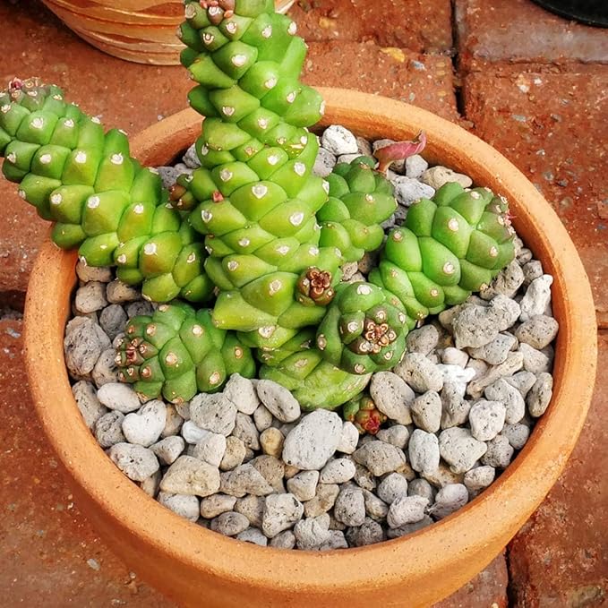 TOYPOPOR Horticultural Bonsai Pumice Succulent Cactus Plants Garden Turface Pumice Gravel Rock Tree Soil Additive Faster Draining Blend, Optimal Drainage, Improves Soil Aeration and Promotes Root 6lbs