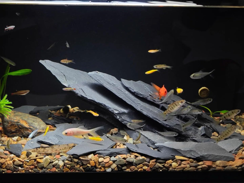 Natural Slate Stone Rocks 2 to 8 inch Aquariums Stone for Aquascaping,Terrariums, Reptile Enclosures,Paludariums,and Gardens-20lb