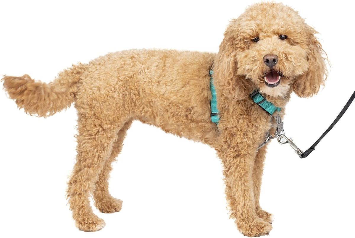 PetSafe 3 in 1 Dog Harness - No Pull Solution for Dogs - Reflective Dog Harness - Front D-Ring Clip Helps Stop Pulling - Comfortable Padded Straps - Top Handle Enhances Control - Teal - Small
