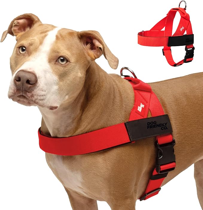 Dog Friendly Co. Dog Harness for Medium Dogs, Adjustable (Red, Medium) | One Click Buckle, Chafe Resistant Webbing, Adjustable Neck & Chest, and Heavy Duty D-Ring, Sturdy Comfortable and Easy to Use