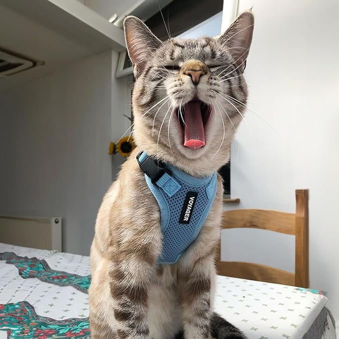 Voyager Step-in Lock Adjustable Cat Harness w. Cat Leash Combo Set with Neoprene Handle 5ft - Supports Small, Medium and Large Breed Cats by Best Pet Supplies - Baby Blue, XXS