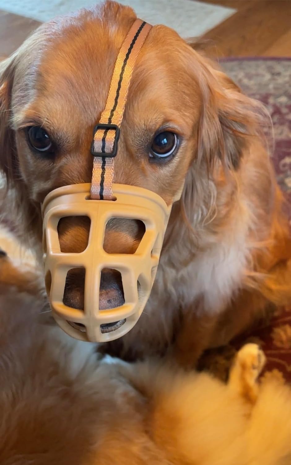 Mayerzon Dog Muzzle, Breathable Basket Muzzles for Small, Medium, Large and X-Large Aggressive Dogs Beagle German Shepherd Doberman, Cage Mouth Guard Stop Biting Chewing for Grooming Training