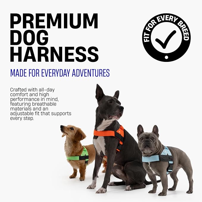 Dog Friendly Co. Dog Harness for Small Dogs, Adjustable (Navy, Small) | One Click Buckle, Chafe Resistant Webbing, Adjustable Neck & Chest, and Heavy Duty D-Ring, Sturdy Comfortable and Easy to Use