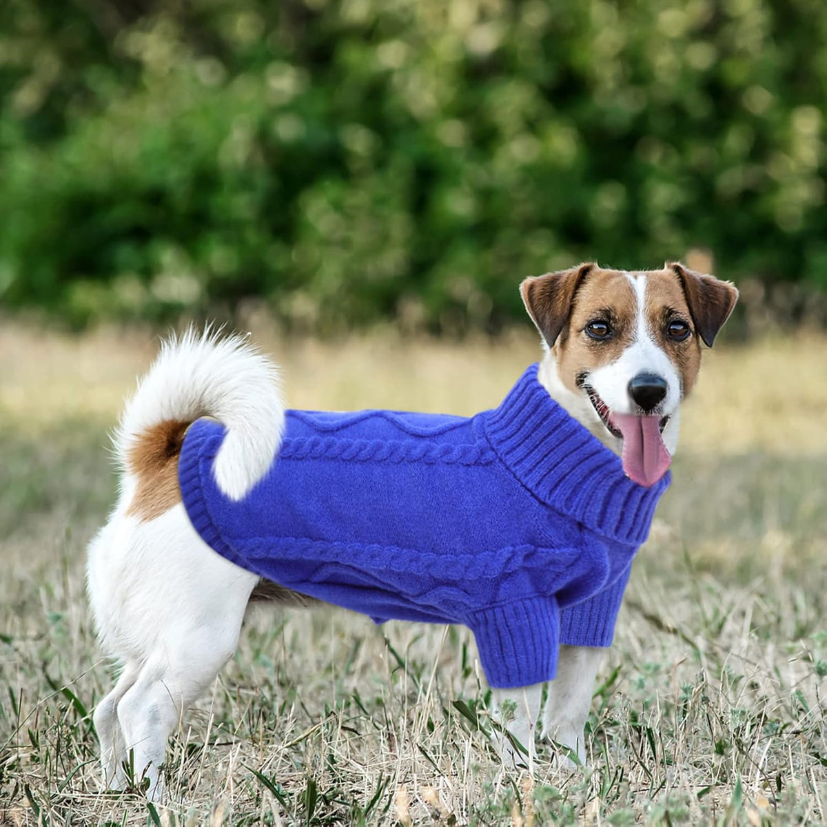 Queenmore Small Dog Pullover Sweater, Cold Weather Cable Knitwear, Classic Turtleneck Thick Warm Clothes for Chihuahua, Bulldog, Dachshund, Pug (Royal Blue, Large)