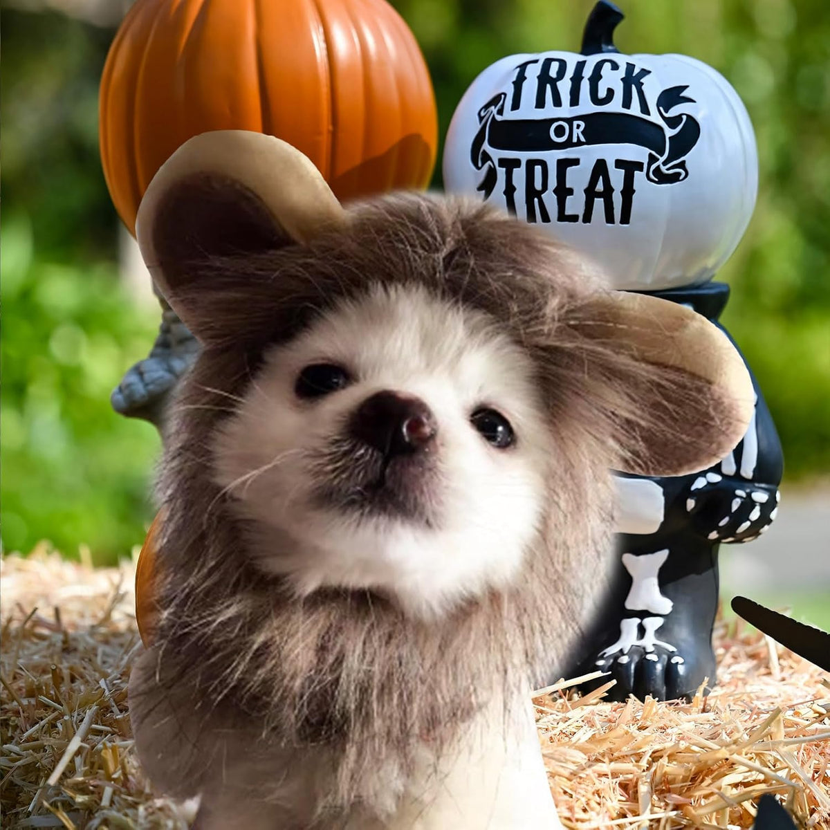 Enjoying Cat Lion Mane Costume, Small Dogs Halloween Outfit, Lion Mane Wig for Cat Cosplay, Kitten Lion Hat for Halloween Themed Party, Daily Cosplay
