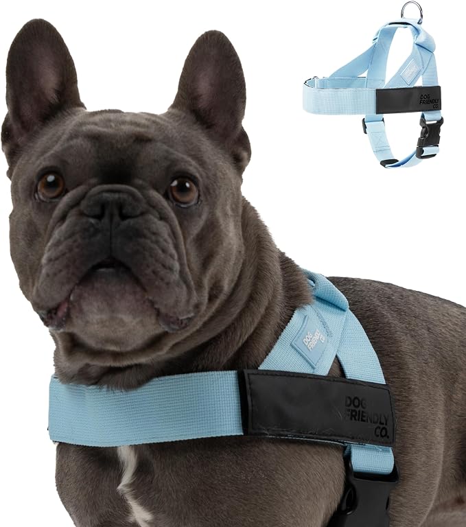 Dog Friendly Co. Dog Harness for Small Dogs (Sky Blue, Small) | One Click Buckle, Chafe Resistant Webbing, Adjustable Neck & Chest, and Heavy Duty D-Ring, Sturdy Comfortable and Easy to Use