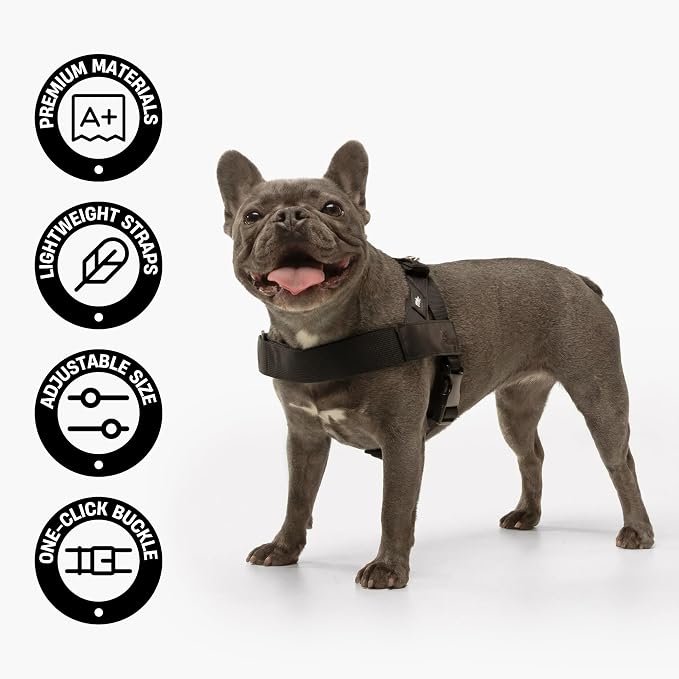 Dog Friendly Co. Dog Harness for Small Dogs (Hi-Vis Orange, Extra Small) | One Click Buckle, Chafe Resistant Webbing, Adjustable Neck & Chest, and Heavy Duty D-Ring, Sturdy Comfortable and Easy to Use