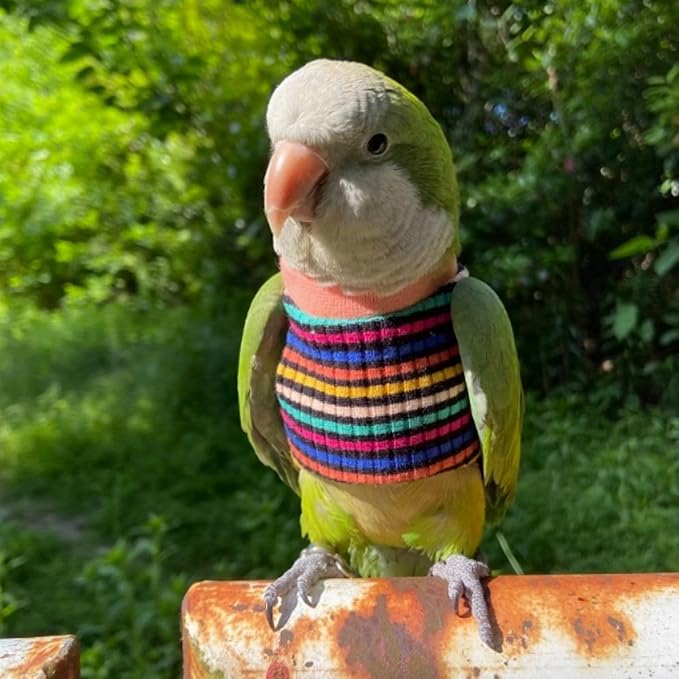 Bird Clothes - Handmade Cotton Stripe Shirt Round Collar Sweater Flight Suit for Parrots African Greys Parakeet Cockatiel Sun Conure Christmas Halloween (Without Diaper,S)