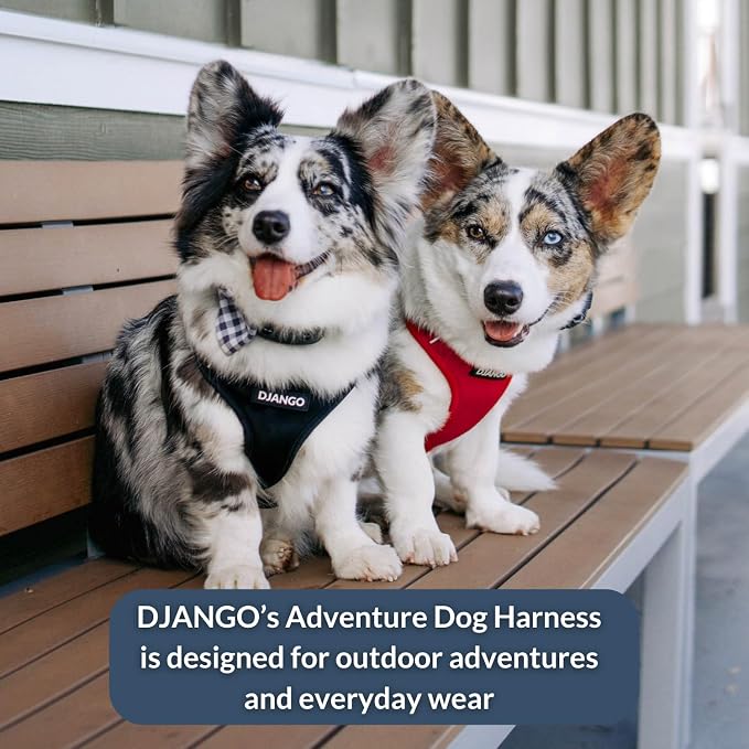 Adventure Dog Harness - Stylish and Comfortable Medium Dog Harness for Outdoor Adventures and Everyday Wear - Black Neoprene Adjustable Harness for Dogs with Reflective Piping and Brass D-Ring