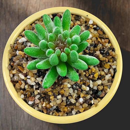 10LB Coarse Sand,Colored Rocks Pebbles, Quartz Sand for Cactus Bonsai, Succulent Plant Bonsai Paving, Vase Filling Decoration, Natural Sand for Fish Tank Decoration Paving(2-4mm)