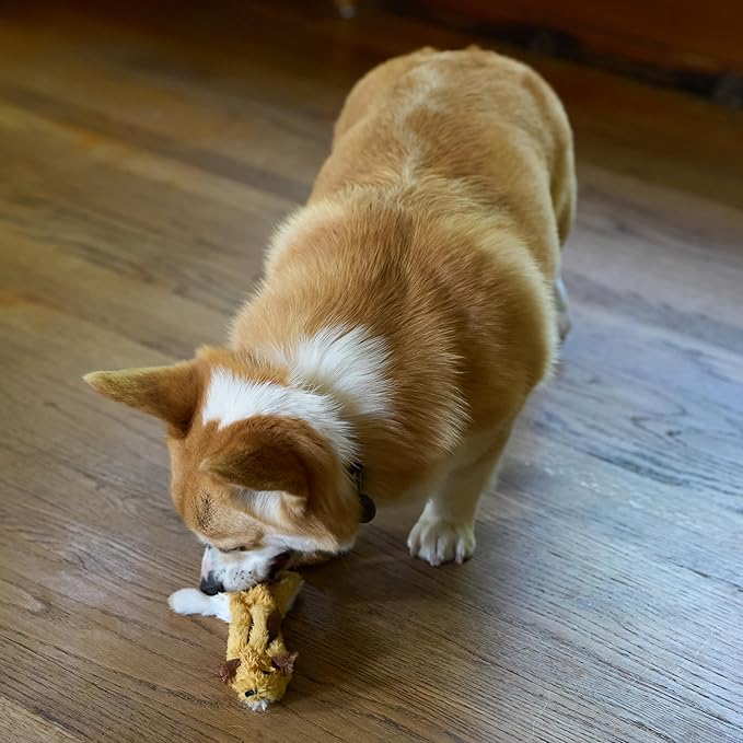 SPOT Skinneeez Flying Squirrel 14 Inch Stuffing-Free Plush Squeaky Dog Toy – Soft Tug-of-War Toy for Small and Medium Dogs – Mess-Free Interactive Chew Toy for Moderate Chewers