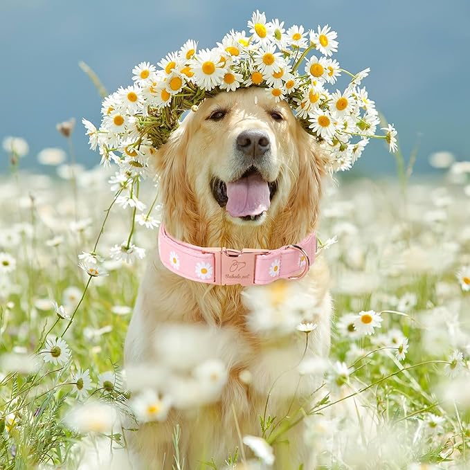 Spring Dog Collar, Cute Pink Daisy Femal Pet Collar with Metal Buckel, Durable Adjustable Designer Dog Collars for Small Medium Large Dogs M