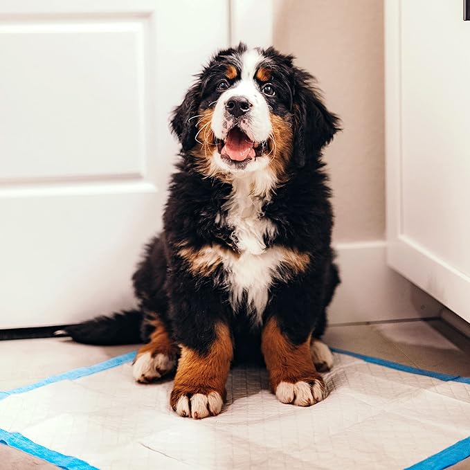 Four Paws Wee-Wee Superior Performance Dog Pee Pads, 10 Count | Quilted leak-proof puppy pads, dog housebreaking & potty training, 24-hour floor protection, pet supplies, 22" x 23"