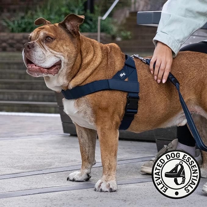 Dog Friendly Co. Dog Harness for Small Dogs, Adjustable (Navy, Small) | One Click Buckle, Chafe Resistant Webbing, Adjustable Neck & Chest, and Heavy Duty D-Ring, Sturdy Comfortable and Easy to Use