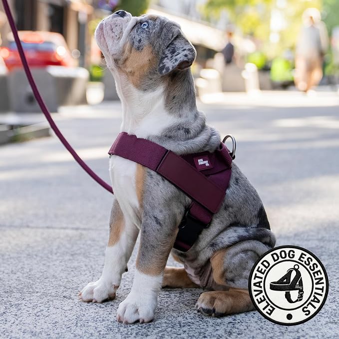 Dog Friendly Co. Dog Harness for Large Sized Dogs (Burgundy, Extra Large) | One Click Buckle, Chafe Resistant Webbing, Adjustable Neck & Chest, and Heavy Duty D-Ring, Sturdy Comfortable and Easy to Use
