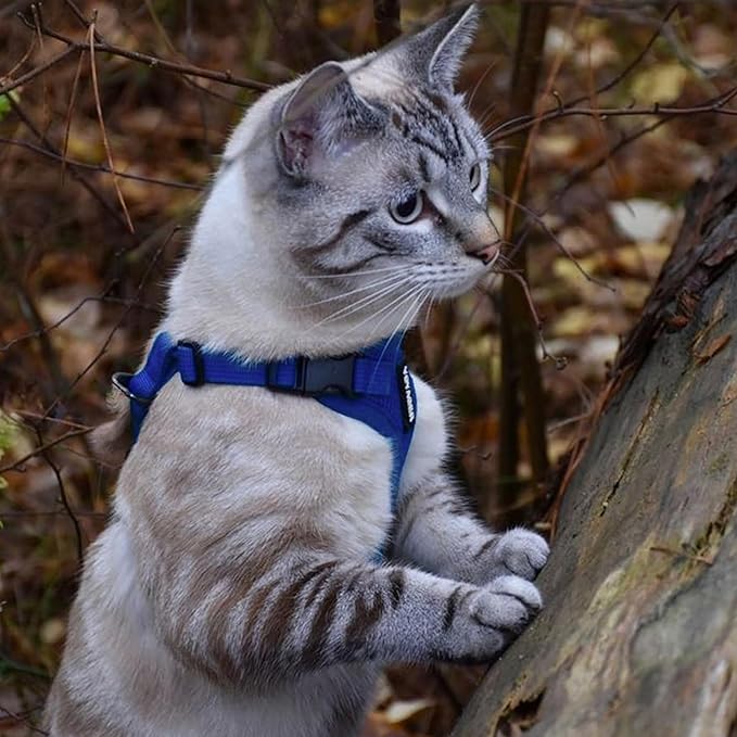 Voyager Step-in Lock Adjustable Cat Harness w. Cat Leash Combo Set with Neoprene Handle 5ft - Supports Small, Medium and Large Breed Cats by Best Pet Supplies - Royal Blue, XXS