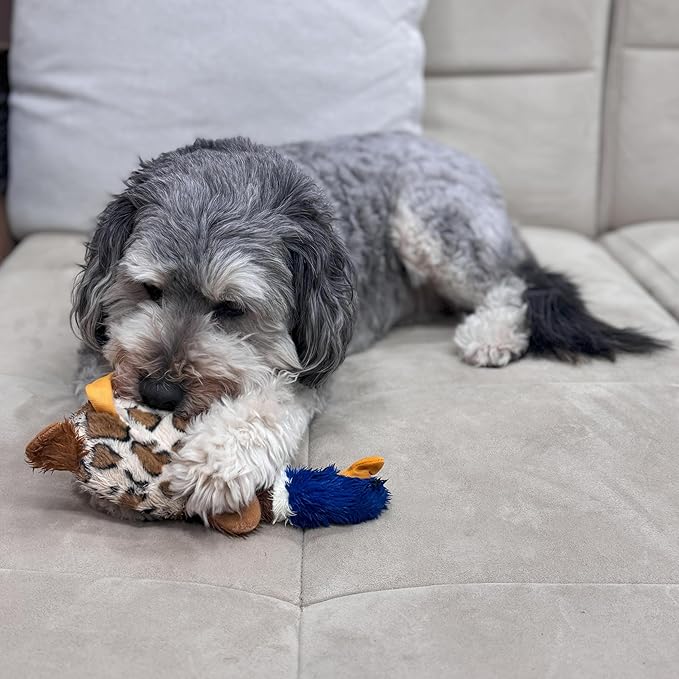SPOT Skinneeez Plus Duck - Stuffing Free Dog Toy with Two Piece Rubber Body and Two Squeakers, Fun to Bite, Stuffingless Design is Great for Moderate Chewers, Tug Toy for Puppies & Dogs - 15in