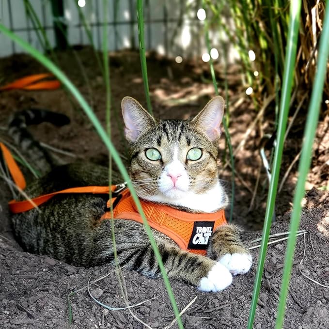 Travel Cat Harness and Leash Set - Adjustable Fit Mesh Cat Harness and Reflective Strap - Comfort Walking Vest for Kitten for Outdoor Walking, Hiking (Extra Small, Orange)