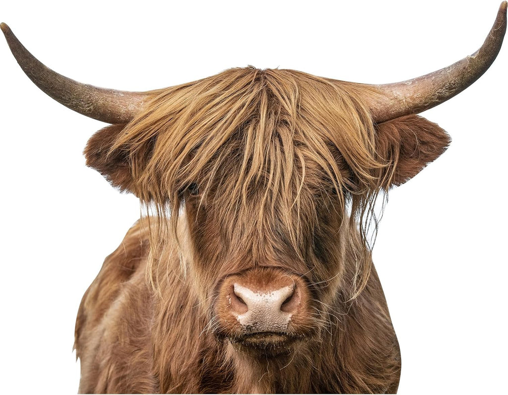 Highland Cow Wall Window Stickers Decor Scottish Cow Wall Decals Peel and Stick Funny Cow Wall Stickers Removable Cool Cow Farmhouse Kitchen Decoration Weird Gifts for Fiends Christmas
