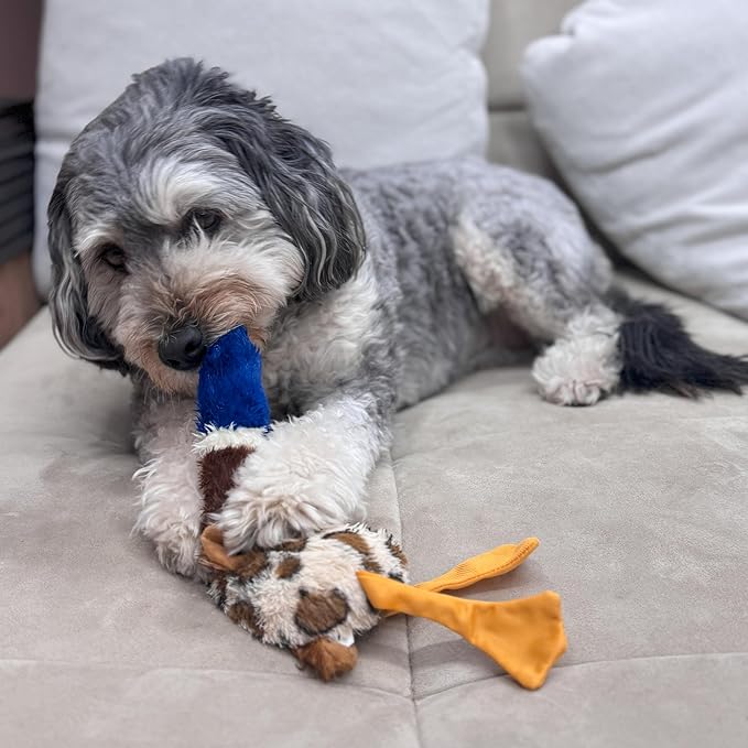 SPOT Skinneeez Plus Duck - Stuffing Free Dog Toy with Two Piece Rubber Body and Two Squeakers, Fun to Bite, Stuffingless Design is Great for Moderate Chewers, Tug Toy for Puppies & Dogs - 15in
