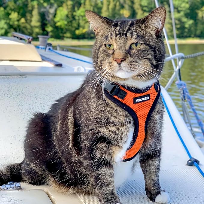 Voyager Step-in Lock Adjustable Cat Harness w. Cat Leash Combo Set with Neoprene Handle 5ft - Supports Small, Medium and Large Breed Cats by Best Pet Supplies - Orange/Black Trim, XXXS