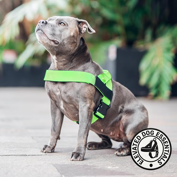 Dog Friendly Co. Dog Harness for Small Dogs (Neon Green, XXSmall) | One Click Buckle, Chafe Resistant Webbing, Adjustable Neck & Chest, and Heavy Duty D-Ring, Sturdy Comfortable and Easy to Use