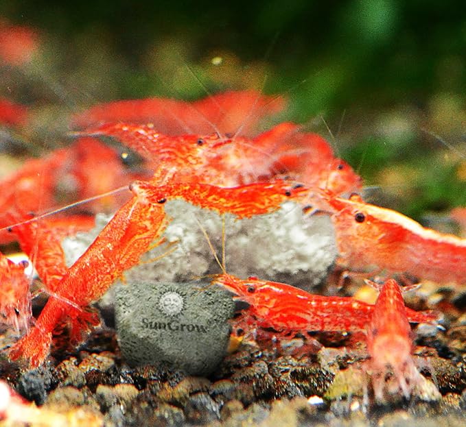 SunGrow Shrimp Rocks, Calcium, Magnesium Rocks for Crayfish, Hermit Crab, Snails, Crustacean Care, Aquarium Decor for Crystal Red, Amano and Ghost Shrimps, Nano Tank Accessories, Fish Tank Supplies