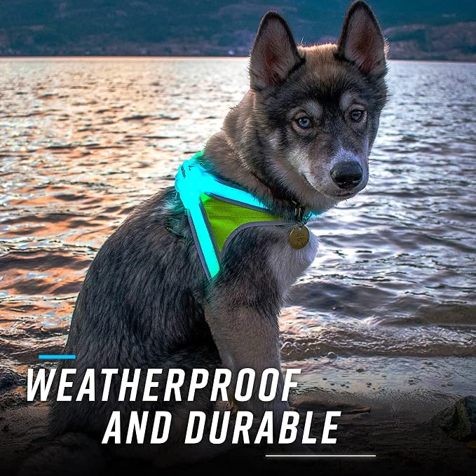 noxgear LightHound Light Up Reflective Dog Harness and Leash, Large | 360° Light Up Reflective Dog Harness, 8 Colors & 6 Modes, USB Rechargeable, Adjustable, Rainproof, LED Fiber Optic