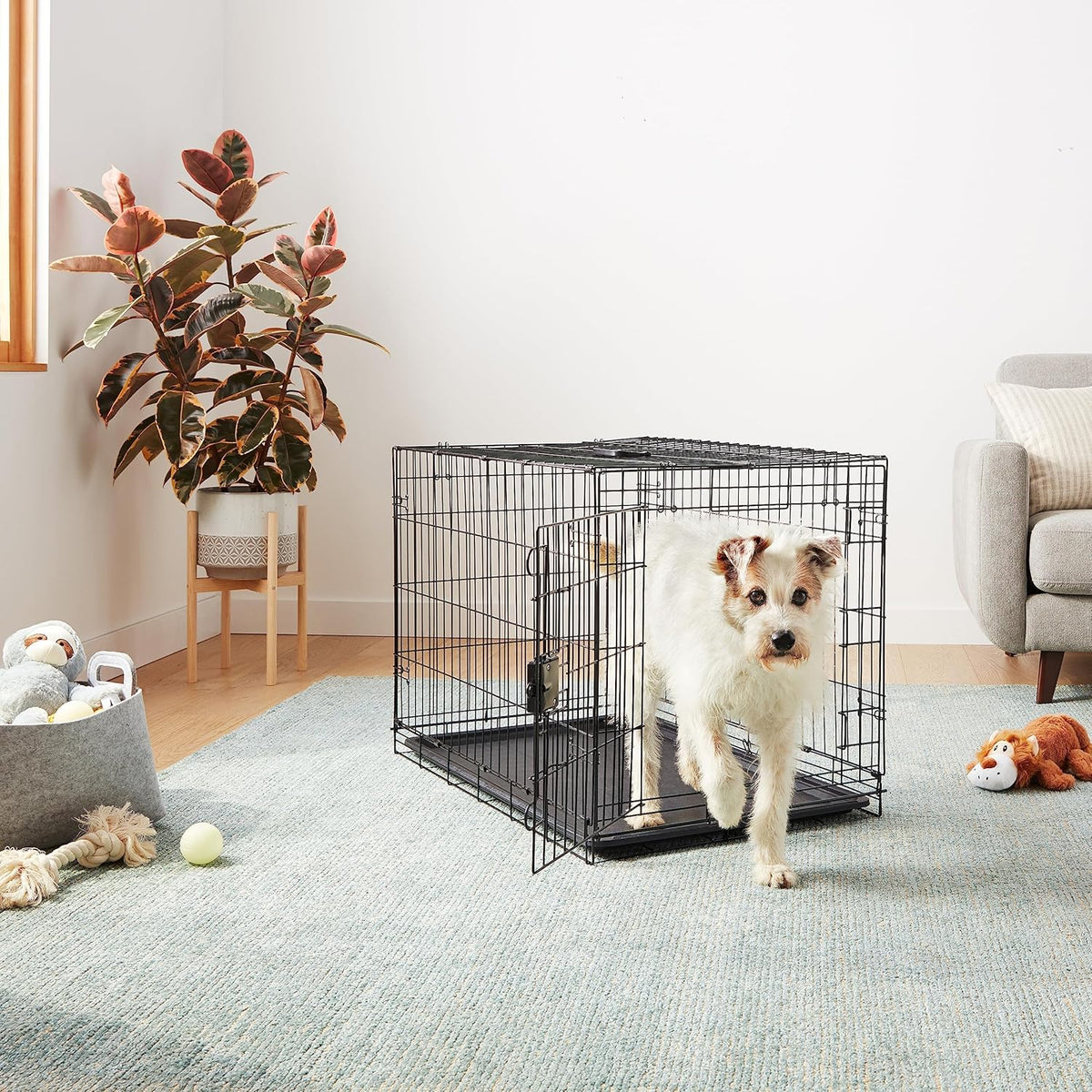 Amazon Basics Durable, Foldable, Collapsible, Portable Metal Wire Dog Crate with Tray, Single Door with Divider Panel, Easy to Assemble & Clean, 36 x 23 x 25 in, Black